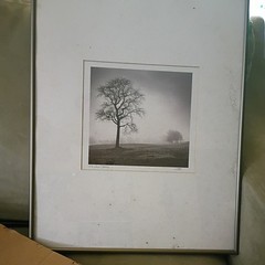 Calvo Trees «In Just Spring», Black & White Print By Richard Calvo, Framed