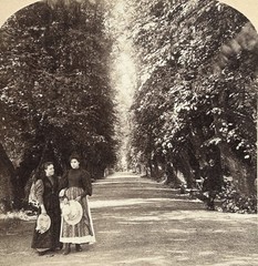 Vintage Stereo Photo 1897 Tirage Original Allée Ulriksdal