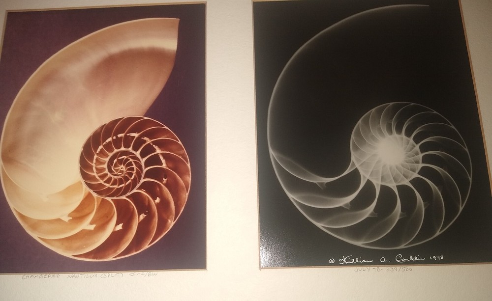 William A. Conklin X-Ray & Color Photo Diptych Chambered Nautilus