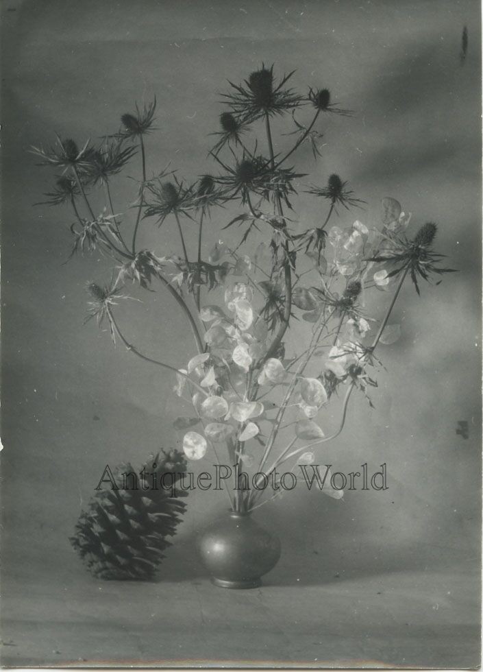 Thistle flower bouquet with pine cone vintage art still life photo