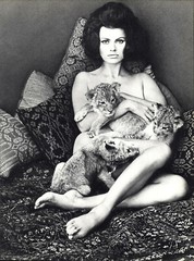 1966 Wingate Paine Female Nude Body Lion Cubs Art Photo Photogravure 16 X 20