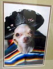 CHIHUAHUA Dog ART PHOTOGRAPH MEXICAN GARB Framed Portrait