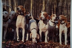 Vintage Film Photo France Hunting Horse Dog 24x30cm 1970