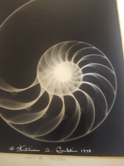 William A. Conklin X-Ray & Color Photo Diptych Chambered Nautilus