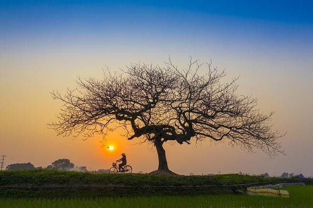 Lonely tree – Image Picture Photo Wallpaper Background Desktop Art Sample