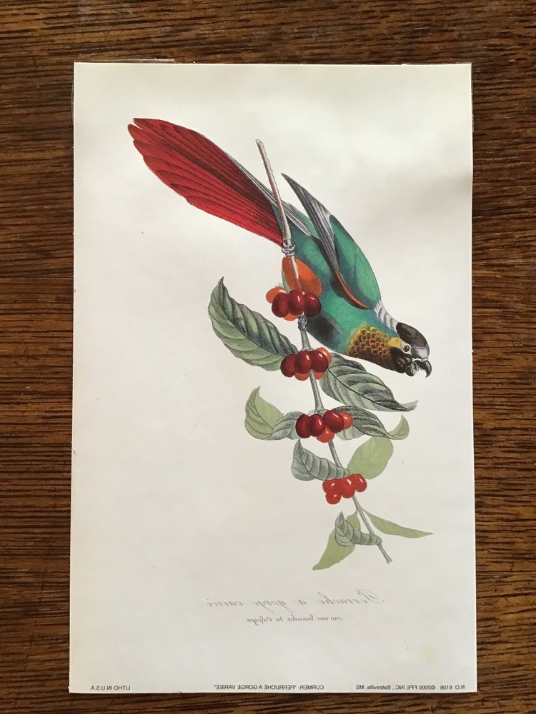 Modern photo reproductions of 2 parrot prints