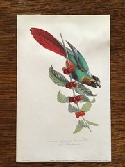 Modern photo reproductions of 2 parrot prints