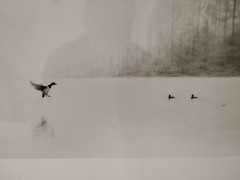 Signed Limited Edition Art Print By Cory James Titled «Through The Fog» Framed.