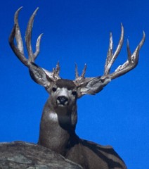 Millcreek Wildlife Reflections Signed James T Jones Photograph Buck Deer Antlers