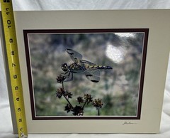 Marthas Pennant Dragonfly Matted Photograph Signed John Boland Artwork 11×14