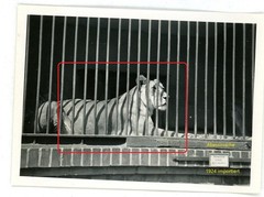 17 photos zoo zoological garden Berlin 1933 lions elephants leopards walrus