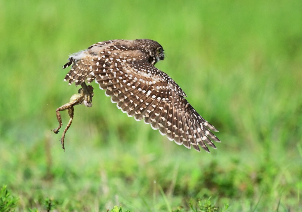 Color photographic print of an owl with a frog (8×10)