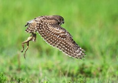 Color photographic print of an owl with a frog (8×10)