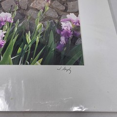 Matted Purple Irises Photo Signed Print Photographer Artist James Murphy 10×8 CT