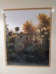 Picture Sunflowers Double Matted Teal Frame Signed Photography 19 x 22.5″ NEW