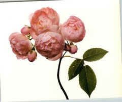 1980 Irving Penn ORIGINAL Macrantha Raubritter Rose Flower Art Photo 11″ X 14″