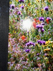 Thomas Mangelsen 10”x14” Framed Signed Piece SCENT OF SPRING picture 27931014FN