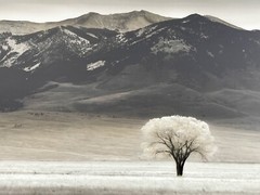 Framed Photograph Print With Glass “LONE TREE IV” by Dennis Frates 36×28”
