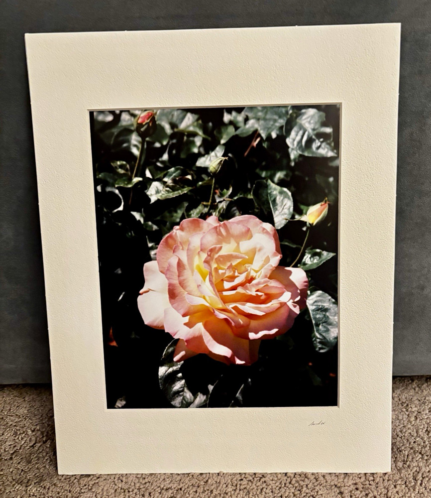 “Peace” Style Hybrid Tea Rose by Sarah W. Color Photograph, Matted Portrait