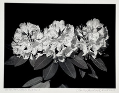 Charles Fendrock Rodendendron Blossoms B&W Photograph – Unframed, Listed Artist