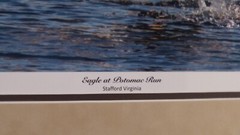 Eagle 16×20 Matted photograph, top mat suede, Beautiful NEW