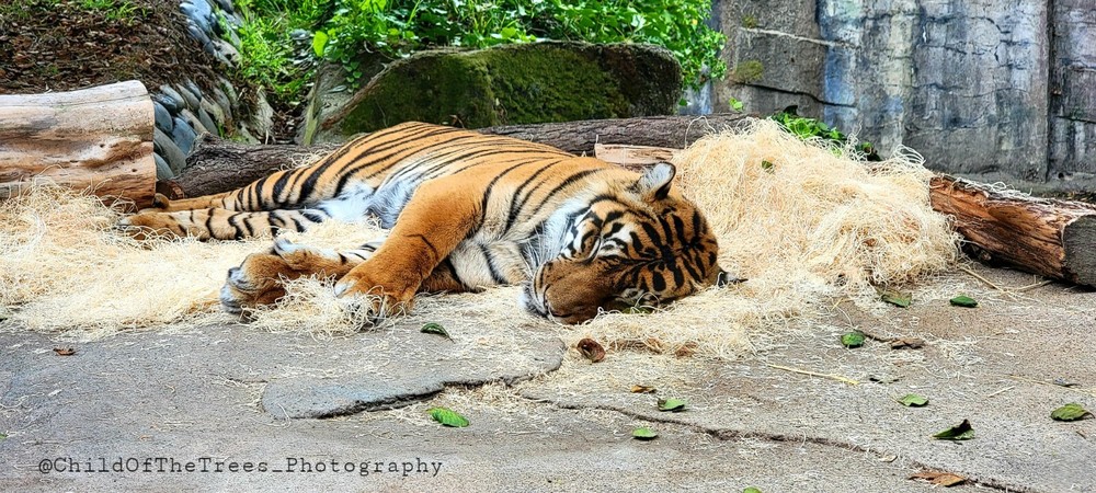 Tiger Picture SF Zoo animal photography