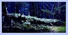fine art nature photography prints