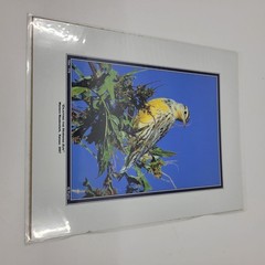 PHOTOGRAPHY Art Prints Lot 4 Vintage BIrds Birding Nature Photos – HW026