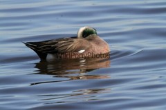 American Widgeon Photo, Pick One Image – Various Sizes