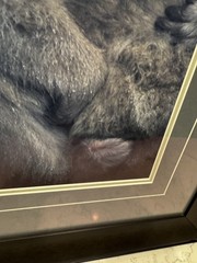 Tom Mangelsen Framed Signed Circle Of Love Monkeys Limited Edition Print BH