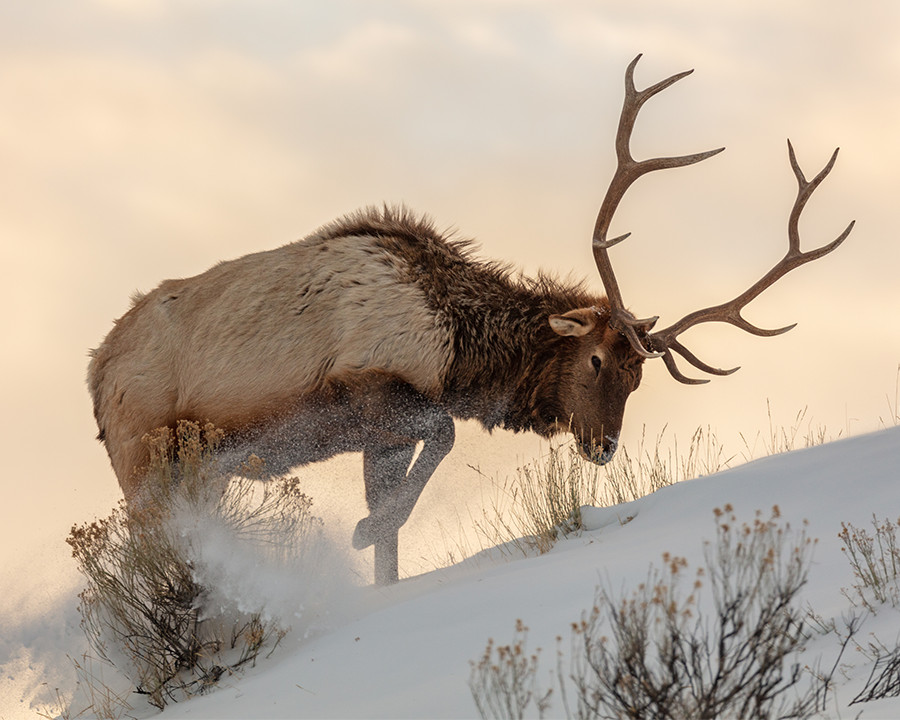 Bull elk searches for food beneath the snow 8×10 8″x10″ Photograph Print