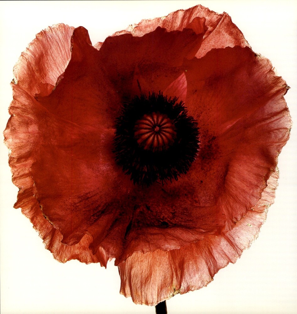 1980 Irving Penn ORIGINAL Burgundy Poppy Flower Art Photo 16″ X 20″