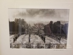 Rustic Hand Made Reclaimed Barnwood Framed Photograph of Vineyard in Winter