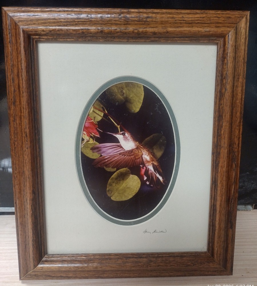 Signed Harry Bowden Black Chinned Hummingbird Photo 87′ Framed And Matted 10×8