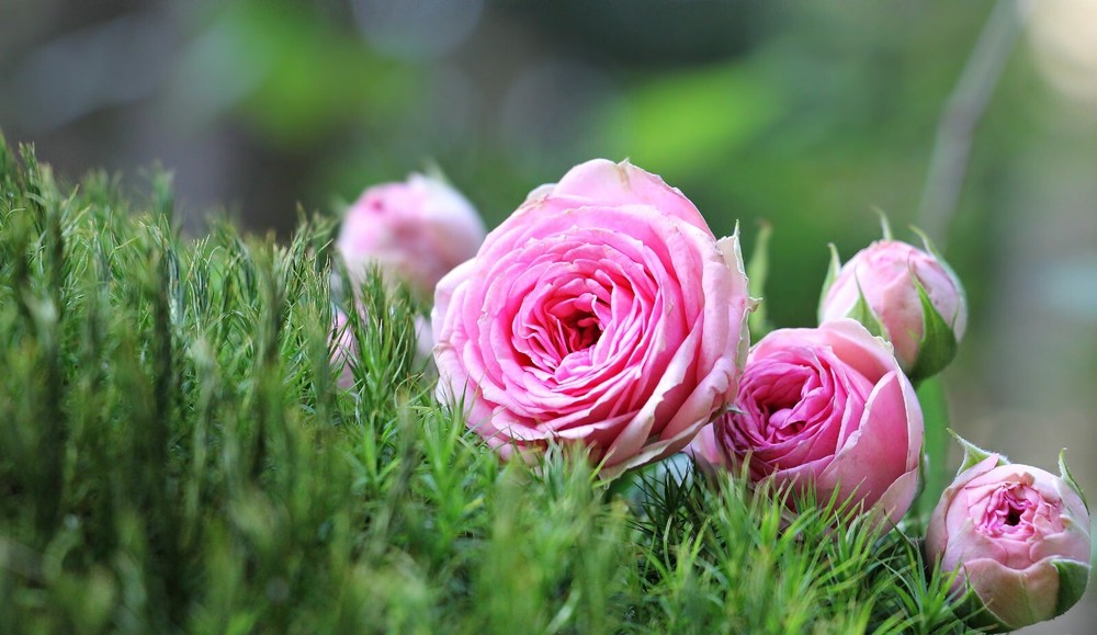 Digital Image Wallpaper Picture Background Desktop Print Art Paint Photos Flower