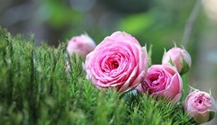 Digital Image Wallpaper Picture Background Desktop Print Art Paint Photos Flower