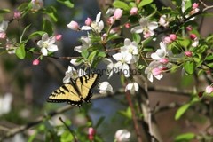 Butterflies Photo, Pick One Image – Various Sizes