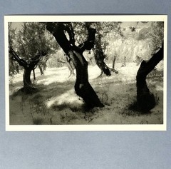 Villa Gamberaia, Settignano, Italy 1987 Fotofolio Art Print Card Marcus Lippman