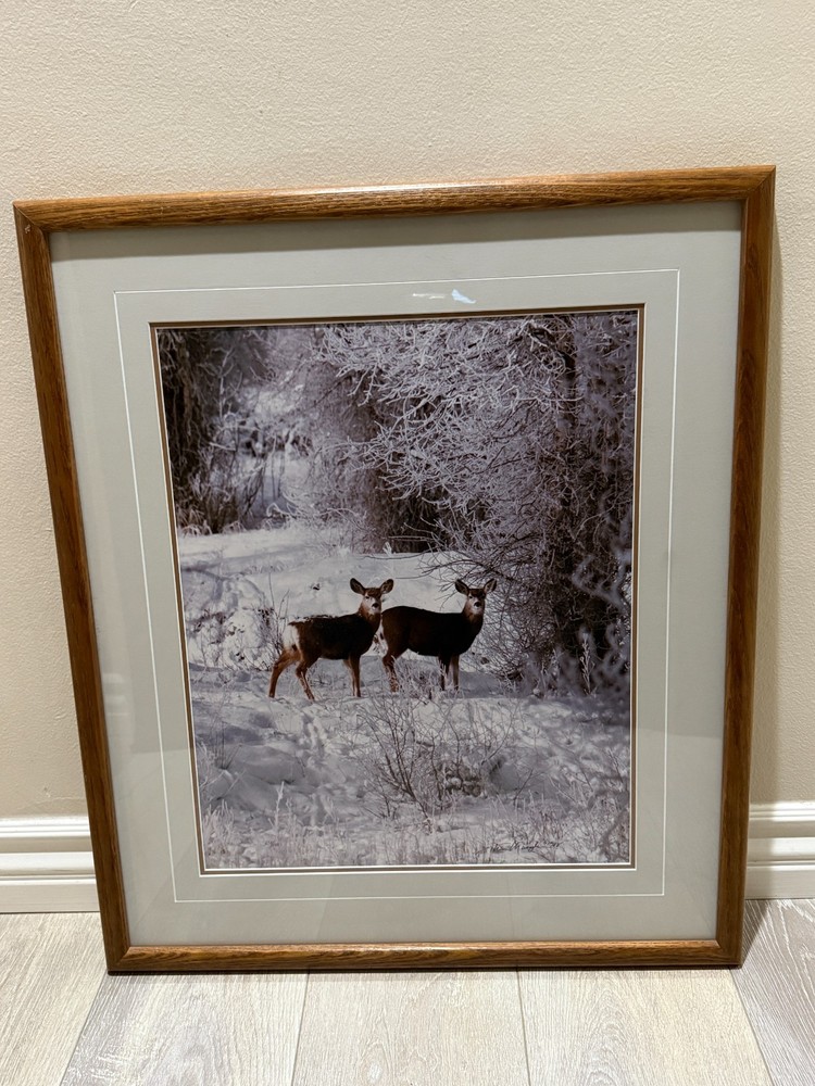 Tom Mangelsen “December Deer” Signed Wildlife Photograph Framed Grand Teton WY