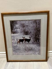 Tom Mangelsen “December Deer” Signed Wildlife Photograph Framed Grand Teton WY