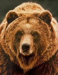 GRIZZLY BEAR 11″ x 14″ Professional Art Photo – Lustre Finish (Photo only)
