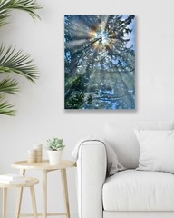 Oregon Coast Trees, Abstract Nature Art – Fine Art Photo on Metal, Canvas, Paper