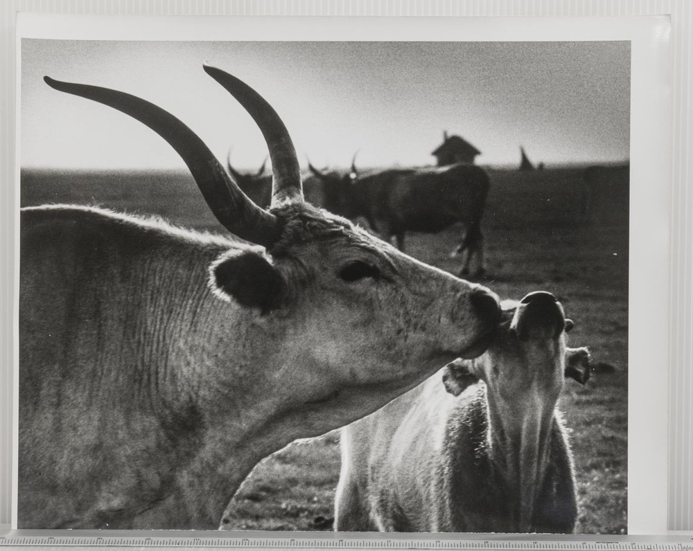 Vintage Black and White Fine Art Photograph – Ankole Watusi Cattle