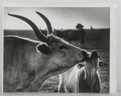 Vintage Black and White Fine Art Photograph – Ankole Watusi Cattle