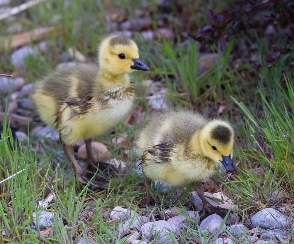 11x14in Lustre Print of a pair of Goslings checking out the world