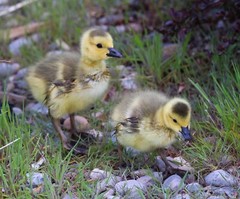 11x14in Lustre Print of a pair of Goslings checking out the world
