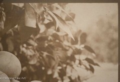 Antique 19th Century Albumen Print Photograph of Bundle of Figs on Vine, Nice!