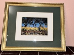 Daniele Piasecki Signed ‘Gold Burst’ Framed Landscape Photograph 16×12