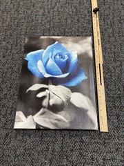 12 in x 16 in Blue Rose Photo Framed 3
