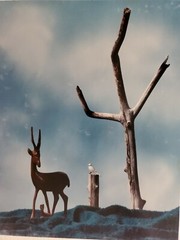 DEER BIRD LARGE ORIGINAL SIGNED ART PHOTO COLOR STETTNER VTG MATTE NJ CAMERA